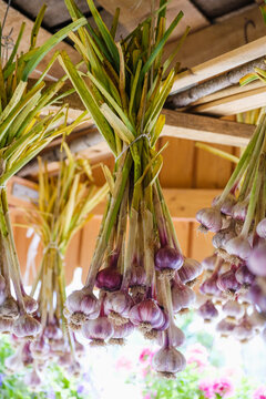 garlic harvested is hung to dry.