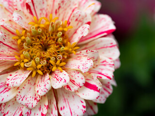 Peppermint Stick Zinnia
