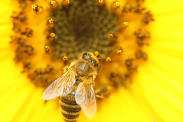 bee on yellow flower