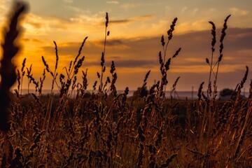 View of the sunset through the spike grass in the field. Natural golden light