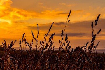View of the sunset through the spike grass in the field. Natural golden light