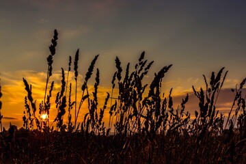 View of the sunset through the spike grass in the field. Natural golden light