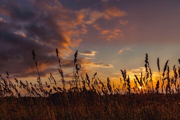 View of the sunset through the spike grass in the field. Natural golden light