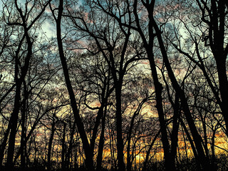 Sunset in forest 
