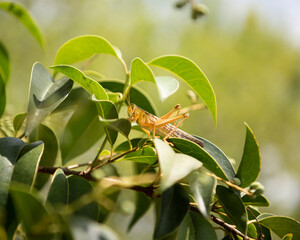 Grasshopper
