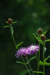 dark blur background purple cornflowers