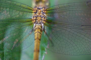 Detail of the Orthetrum cancellatum or Black-tailed skimmer dragonfly perched on a green leaf. Focus on the back and the onset of the wings. View from above, blurred background