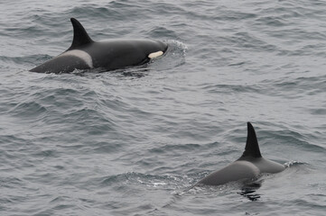 Fototapeta premium The orca or killer whale (Orcinus orca) 