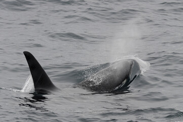 Fototapeta premium The orca or killer whale (Orcinus orca) 