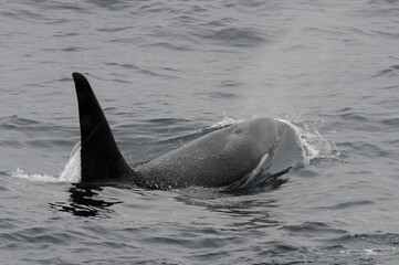 Fototapeta premium The orca or killer whale (Orcinus orca) 