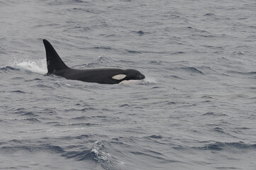 The orca or killer whale (Orcinus orca) 