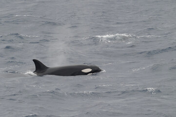 The orca or killer whale (Orcinus orca) 