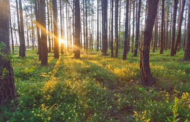Beautiful summer background with pine forest, yellow flowers covering the ground and sunset with sunbeams shining through the trees