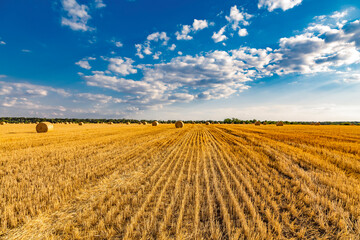 Large round cylindrical straw or hay bales in countryside on yellow wheat field in summer or autumn...