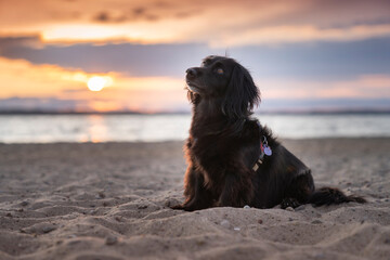 Czarny piesek siedzi na plaży, na tle zachodzącego słońca