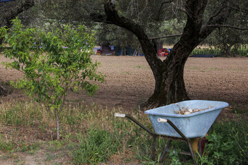 On a farm at Lake Bolsena. Vegetables, olive trees, fruits, tomatoes, melons,