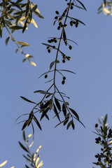 On a farm at Lake Bolsena. Vegetables, olive trees, fruits, tomatoes, melons,