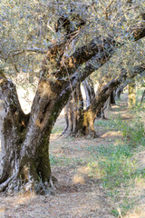 On a farm at Lake Bolsena. Vegetables, olive trees, fruits, tomatoes, melons,