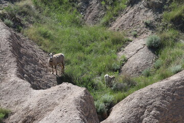 mountain goat in hills