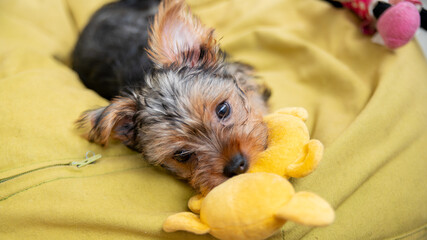 
Cute female Yorkshire terrier puppy biting her yellow soft toy