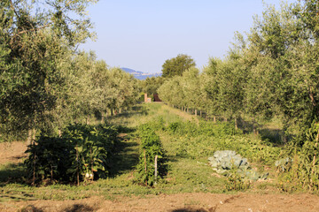 On a farm at Lake Bolsena. Vegetables, olive trees, fruits, tomatoes, melons,