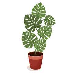 Home plant with leaves in a pot. Plant and ecology design for greeting card, banner, sticker, advertisement, icon. Flat vector illustration: Green leaves of monstera in a pot on a white background