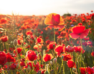 Fototapeta na wymiar Wonderful poppy field in spring