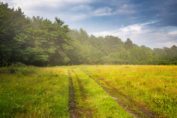 green summer field and forest background