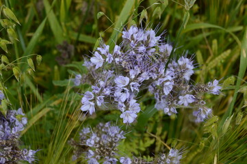 Lacy Phacelia, Phacelia tenacetifolia, Crail, Fife, Scotland, 31 July 2020