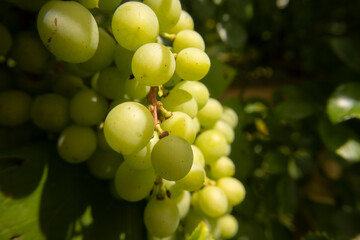 Green grapes hanging from the vine branch in my parents garden