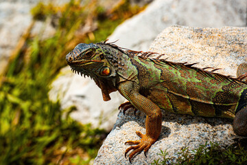 Green iguana also known as the American iguana is a lizard reptile in the genus Iguana. Big iguana...
