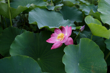 nature pond flower rain lotus green Beautiful