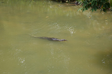 Obraz premium Monitor Lizard swimming in the Swan Lake, Singapore botanical gardens, Singapore