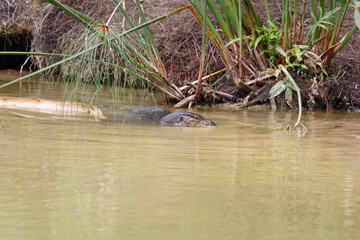 Monitor Lizard swimming in the Swan Lake, Singapore botanical gardens, Singapore