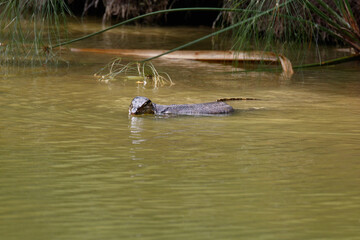 Monitor Lizard swimming in the Swan Lake, Singapore botanical gardens, Singapore