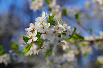 apple tree branch in bloom on a blurred background