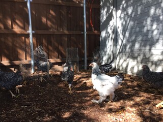 Chickens raised in the back yard