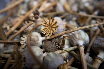 Beautiful, dried poppy seed capsules, collected from my parents garden back home