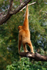 Gibbon, or lesser ape from Asia