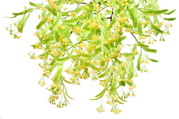 Linden flower branch beautiful isolated on white background. Flat lay, top view