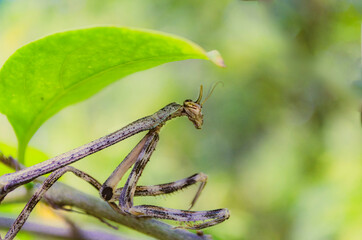 praying mantis on a leaf