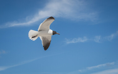 Seagull flying with wings wide open on a bright sunny day