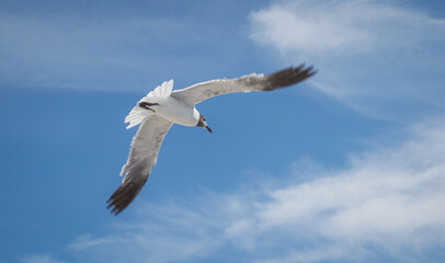 Seagull flying with wings wide open on a bright sunny day