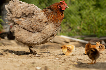 Closeup of a mother chicken with its baby chicks on the farm. Hen with baby chickens