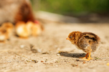 portrait of Easter little fluffy chickens walking in the yard on the farm yard on a Sunny spring day