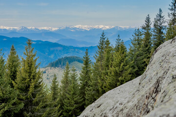 Magnificent panoramic view the coniferous forest on the mighty Carpathians Mountains and beautiful blue sky background. Beauty of wild virgin Ukrainian nature. Peacefulness. 