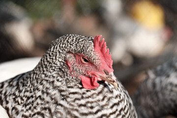 Cute Amrocks chickens in the roost. A breed of chickens that was bred in Germany. Farming image. View through the grid. Horizontal image. Selective focus. 