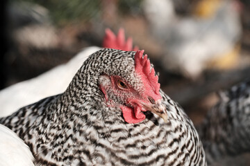 Cute Amrocks chickens in the roost. A breed of chickens that was bred in Germany. Farming image. View through the grid. Horizontal image. Selective focus. 