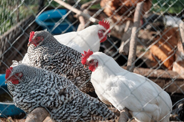 Cute Amrocks chickens in the roost. A breed of chickens that was bred in Germany. Farming image. View through the grid. Horizontal image. Selective focus. 