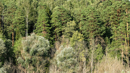 Fototapeta na wymiar Dense rows of trees growing on hilly Land. Evergreen Pine trees close to each other. Image for wallpapers. Summertime photography. Selective focus.